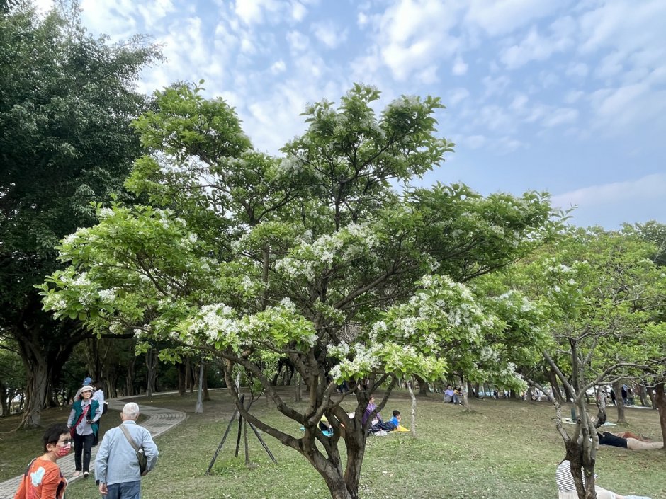 大安森林公園內種植流蘇 攝影：Eva隨手拍
