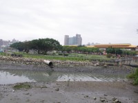 由淡水文化園區後方可見濕地生態<br/> 攝影：Eva隨手拍