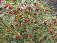 點紅<br/> 攝影：老山羊
