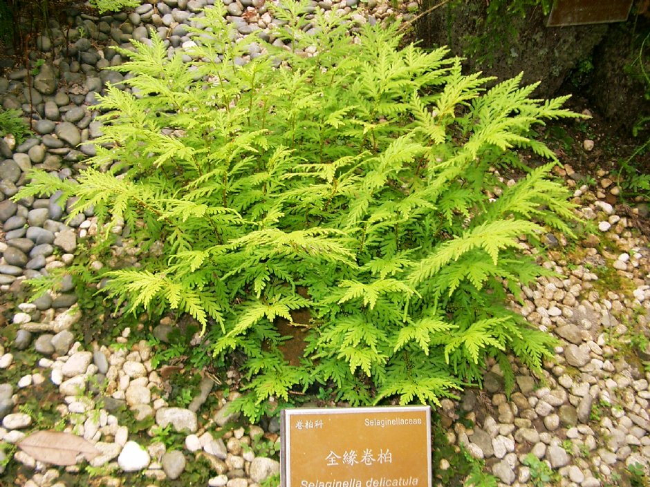 蕨類區-金緣卷柏 攝影：Eva隨手拍