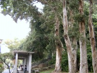 千層樹步道一景<br/> 攝影：曾婉玲