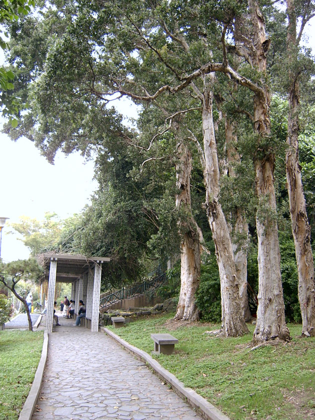千層樹步道一景 攝影：曾婉玲