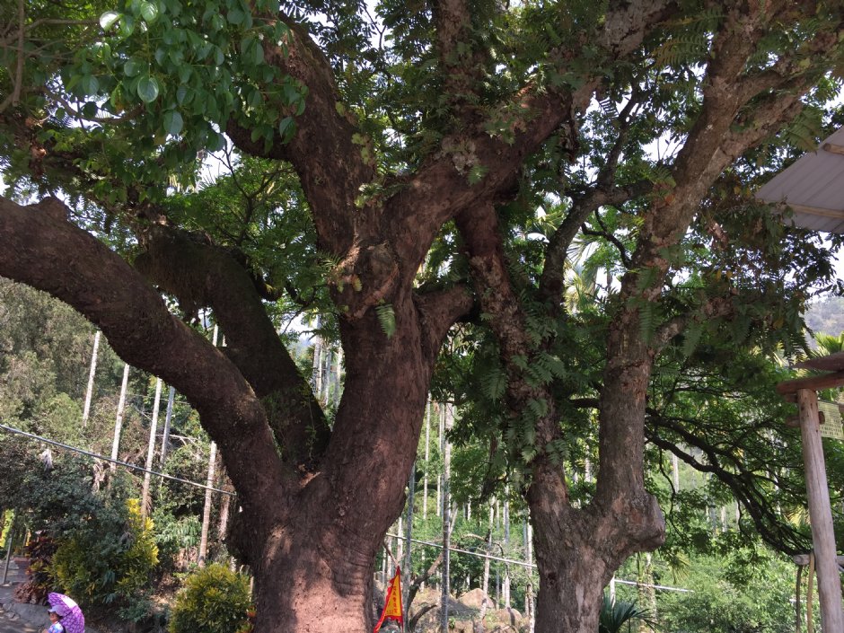 坪瀨風景區 攝影：旅遊王攝影組