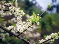 烏松崙百花盛開<br/> 攝影：Eva隨手拍