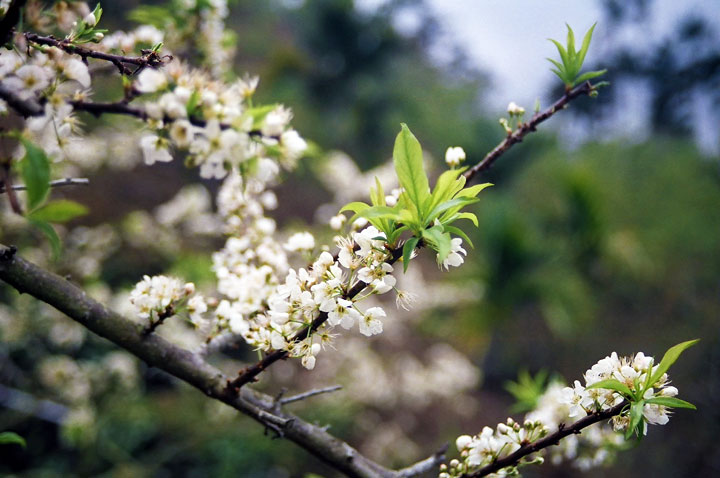 烏松崙百花盛開 攝影：Eva隨手拍