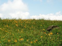 赤柯山金針花<br/> 攝影：Eva隨手拍