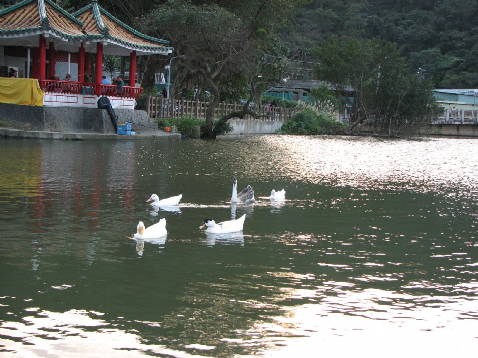 大湖公園 攝影：林仲哲