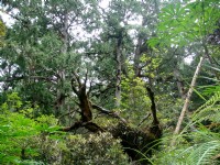樹枝交錯綠意盎然<br/> 攝影：余燕鳳