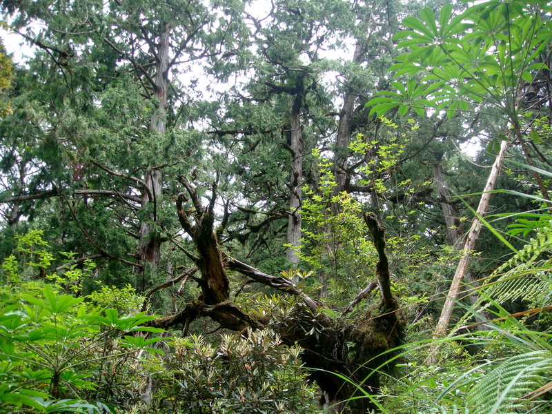 樹枝交錯綠意盎然 攝影：余燕鳳