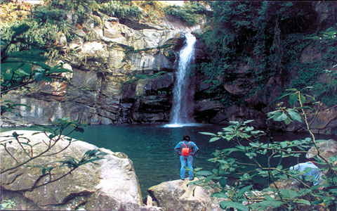 南投旅遊。品凍頂茶香 賞竹林美景