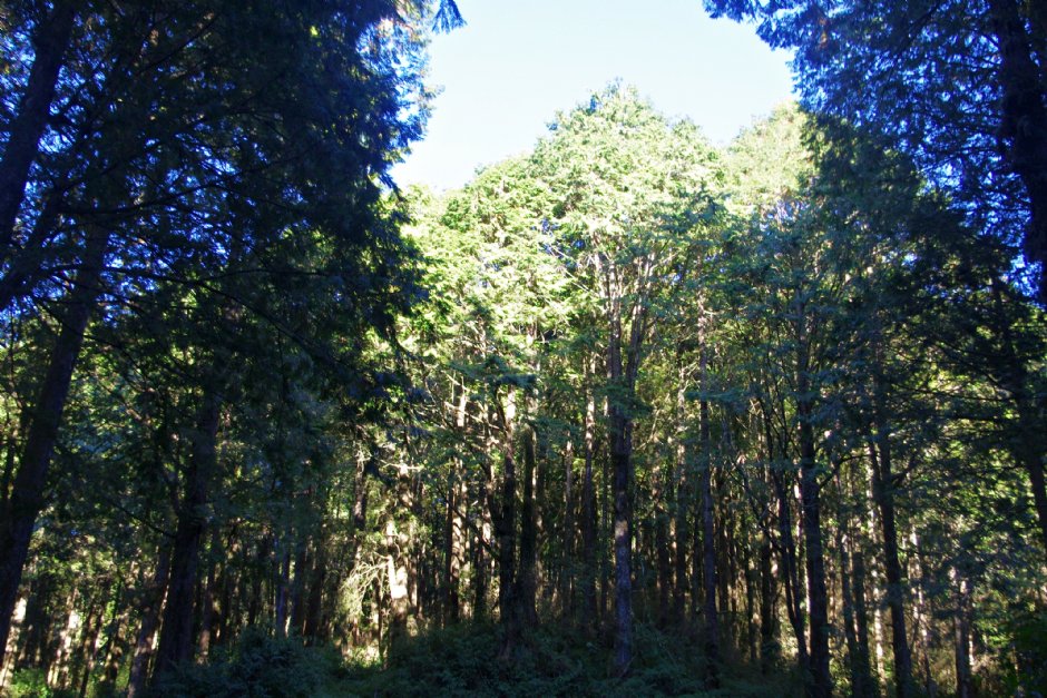 水山巨木步道 攝影：Eva隨手拍