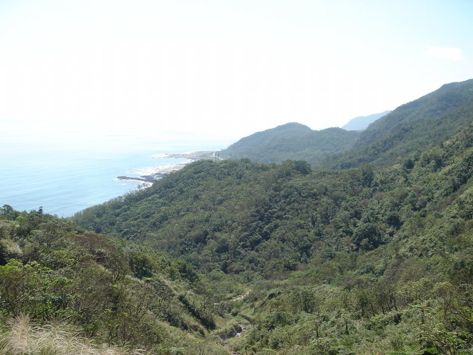 整片山坡~ 攝影：陳美吟