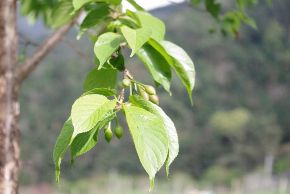 草坪頭玉山觀光茶園 攝影：Eva隨手拍