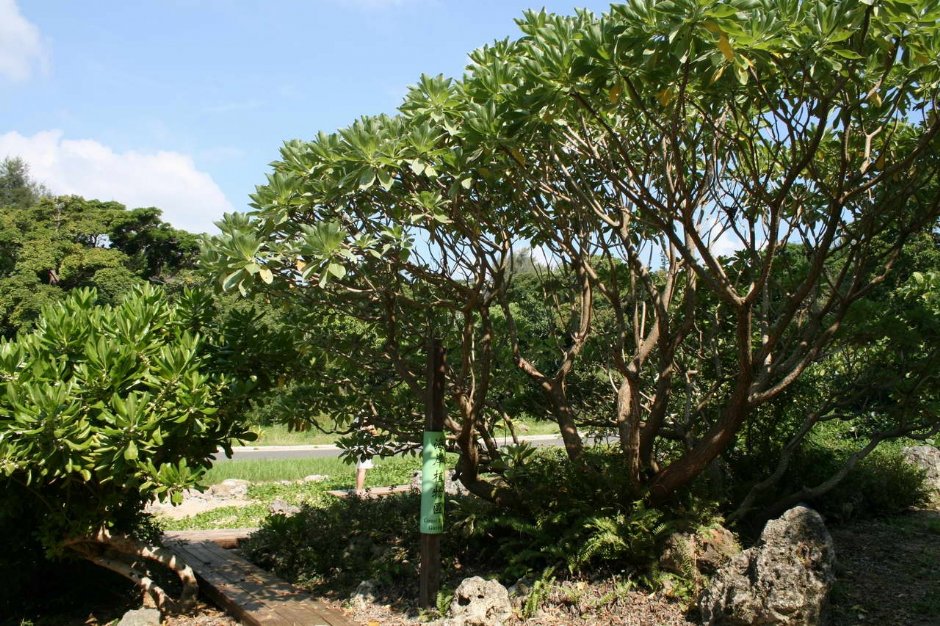 海岸植物區 攝影：老山羊部落格