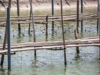 七股潟湖內的竹步道<br/> 攝影：照片來源_雲嘉南濱海國家風景區管理處