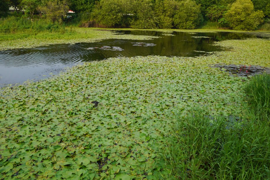 鳥松濕地公園 攝影：三井