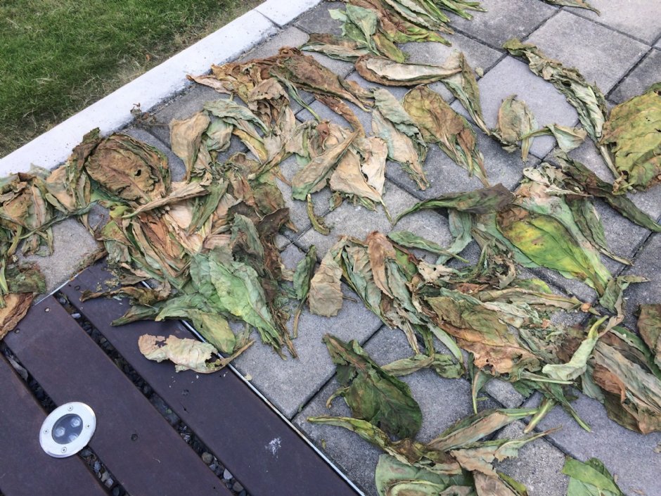 太平買菸場 攝影：Eva隨手拍