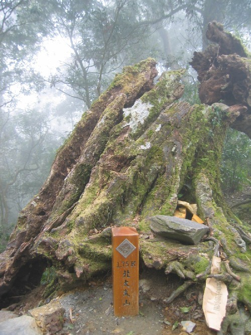 盤根錯節的大樹 攝影：自助旅行家族