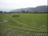 關西大平原<br/> 攝影：郭香妙