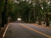 集集綠色隧道<br/> 攝影：aPAn