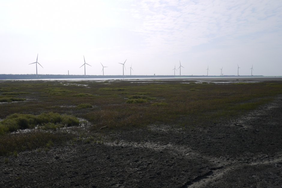 高美濕地2015 攝影：旅遊王攝影組