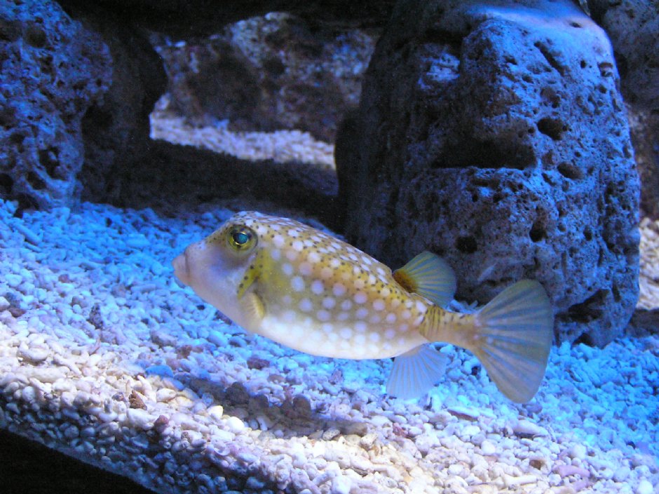 胖嘟嘟的娃娃魚 攝影：野柳海洋世界