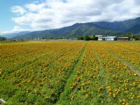富里農會羅山展售中心