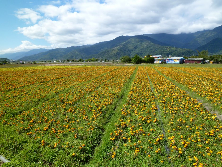 富里農會花海 攝影：陳皮梅