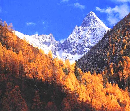 雪山下的杉林 攝影：四川旅遊信息網