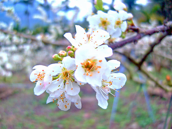 烏松崙百花盛開 攝影：Eva隨手拍