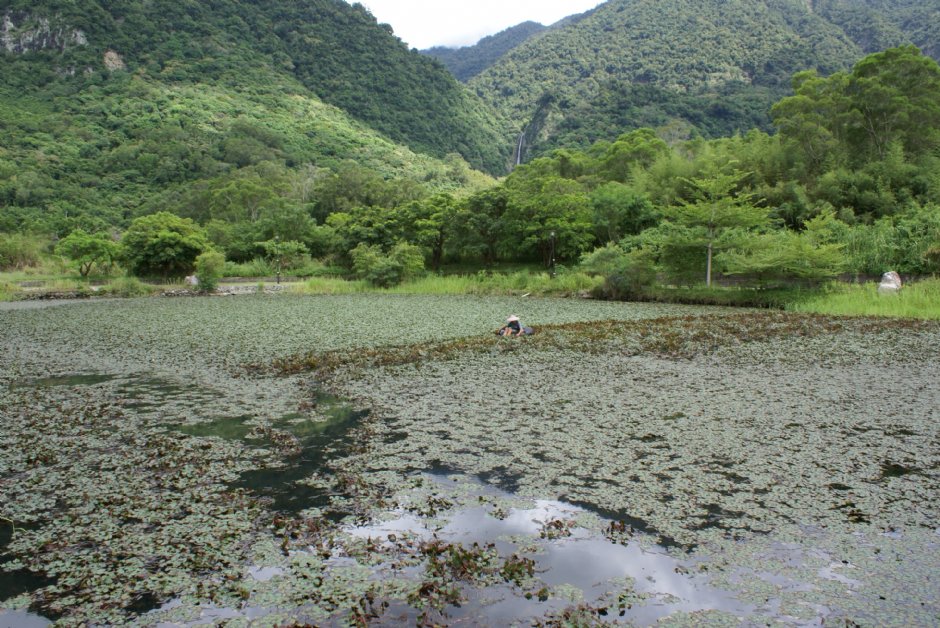 羅山大魚池 (2010.09 攝) 攝影：Eva隨手拍