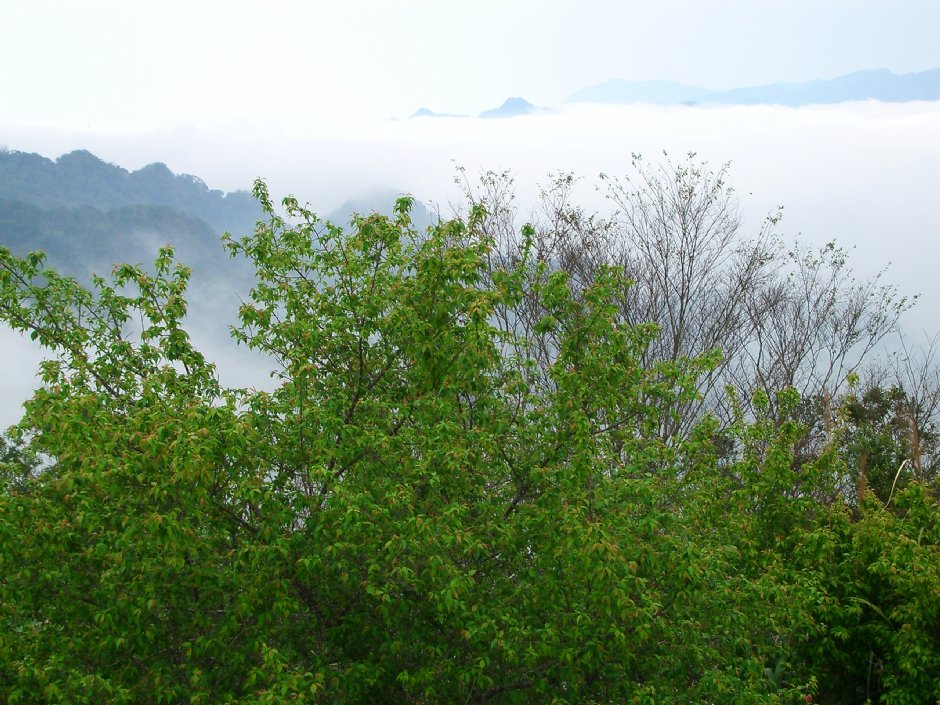 八角崠山 攝影：老山羊資訊網