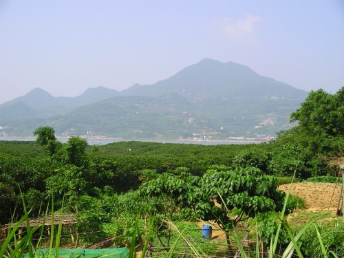 紅樹林區 攝影：老山羊資訊網