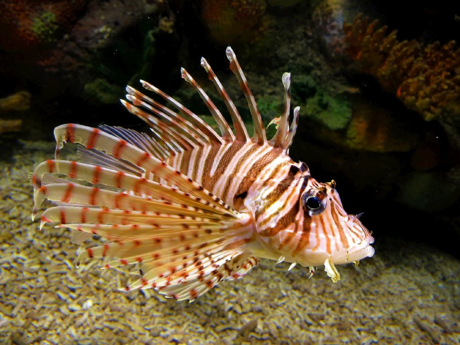 澎湖水族館獅子魚 攝影：澎湖水族館