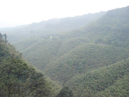 蜀南竹海-03 攝影：四川旅遊信息網