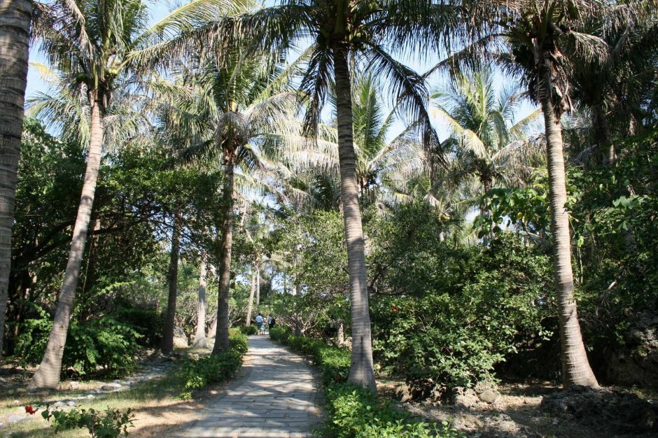 大王椰子林立 攝影：老山羊部落格
