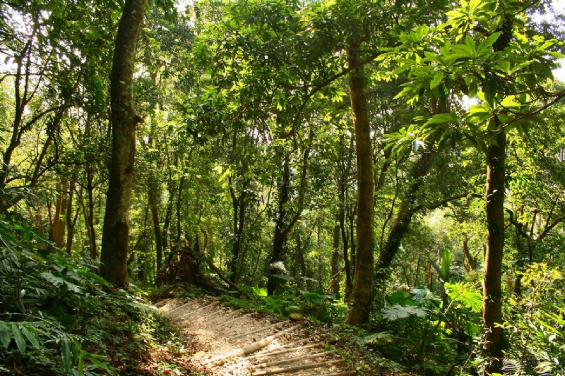 南線的闊葉林步道 攝影：老山羊部落格