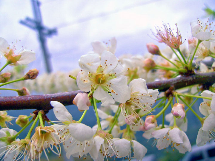 烏松崙百花盛開 攝影：Eva隨手拍