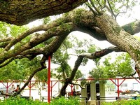 樹藤攀越欄杆<br/> 攝影：游芝榕