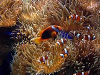 海洋公園-漂亮稀奇的魚兒<br/> 攝影：林錦萍