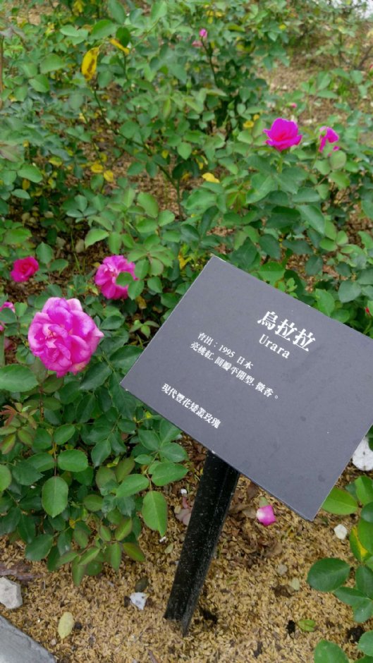 雅聞七里香玫瑰森林 攝影：Eva隨手拍