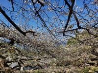 著名的上安梅花於每年1-2盛開<br/> 攝影：圖片取自南投旅遊網