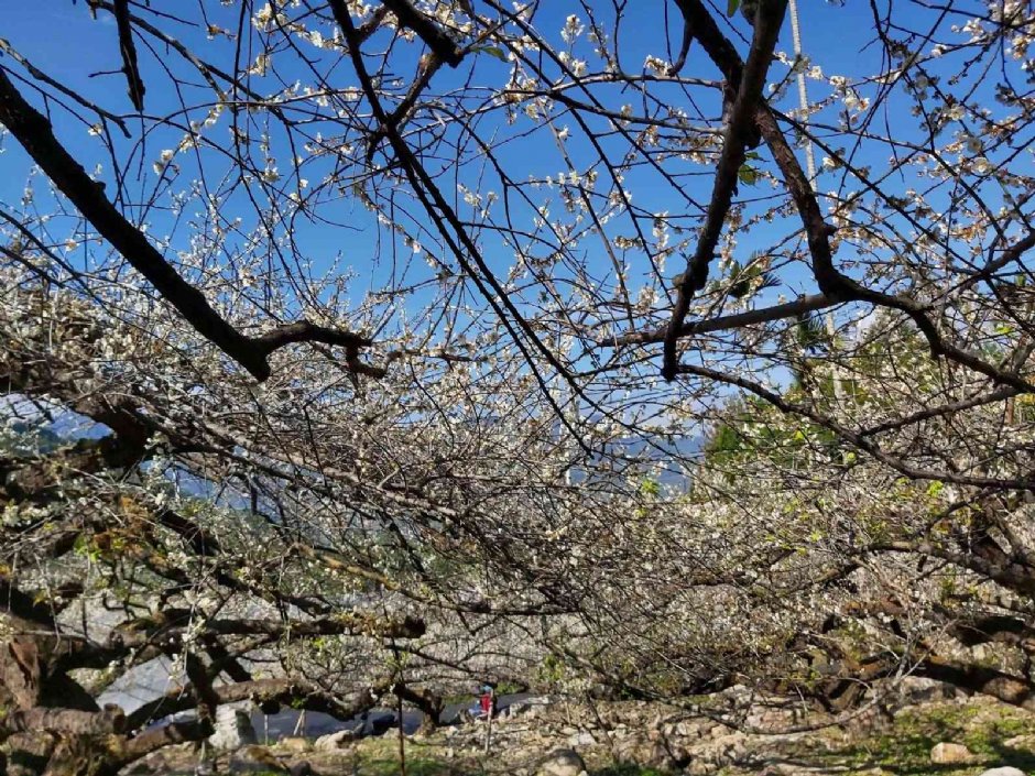 著名的上安梅花於每年1-2盛開 攝影：圖片取自南投旅遊網