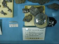 象牙貝化石<br/> 攝影：旅遊王攝影組
