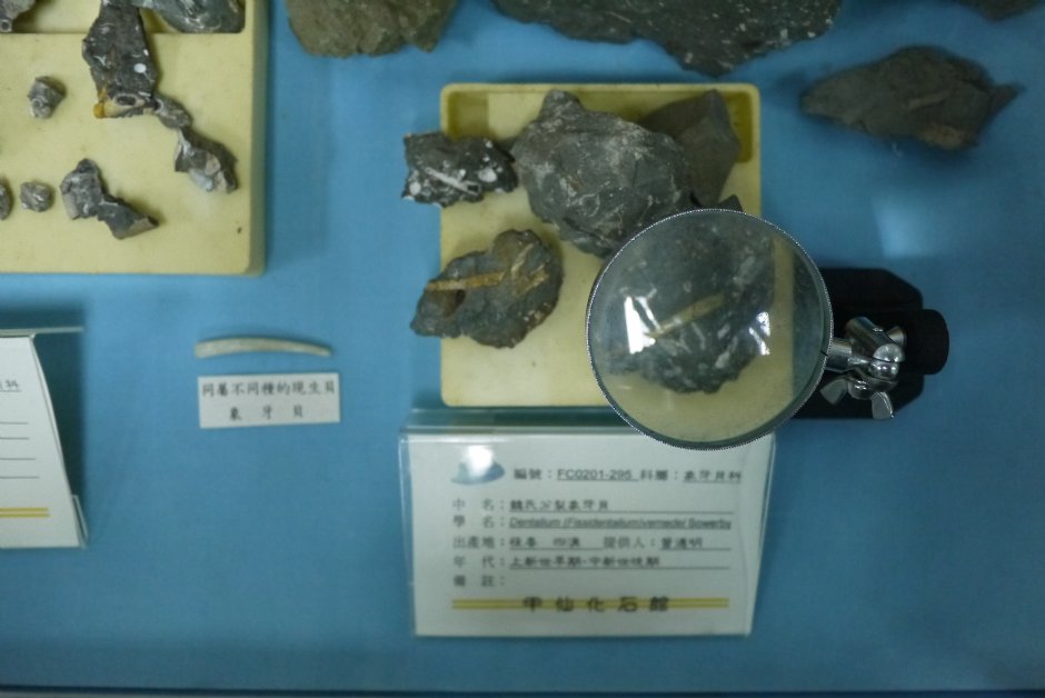 象牙貝化石 攝影：旅遊王攝影組