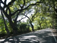 武陵綠色隧道<br/> 攝影：旅遊王攝影組