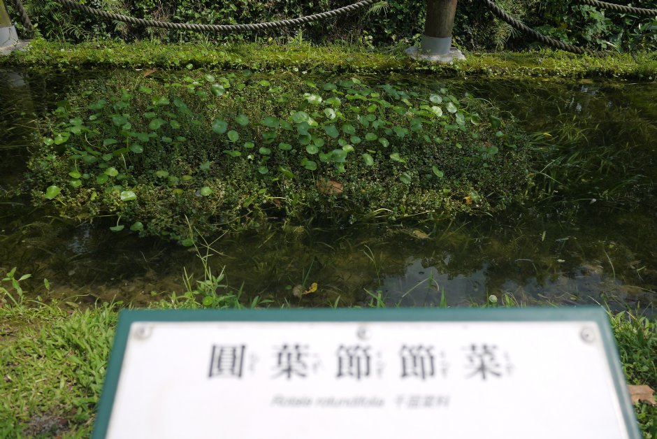 原生植物園 攝影：三井