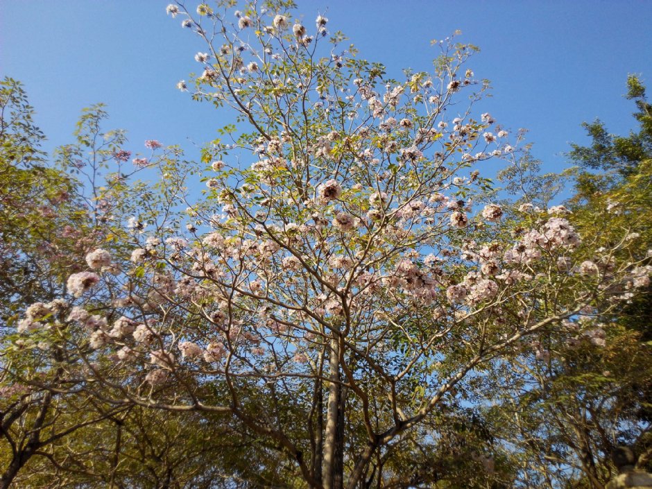 嘉義公園 攝影：Anca