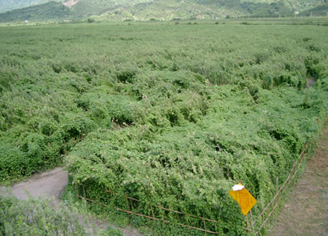 綠色迷宮上視1 攝影：小管