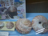甲仙化石館貝類<br/> 攝影：旅遊王攝影組